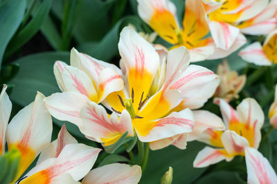 Close-up of white flowering plants