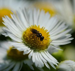 Close-up of insect on flower