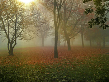 Trees growing in field