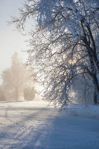 Bare tree on snow covered field against sky