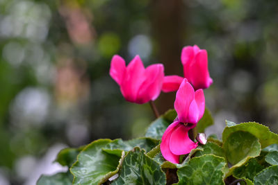 Close-up of pink flowers blooming outdoors