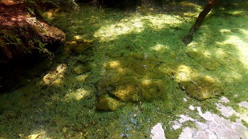 High angle view of dead tree in water