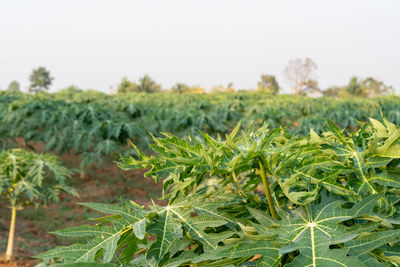 Close-up of fresh green plants on field against sky