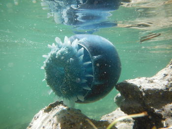 Close-up of fish swimming in sea