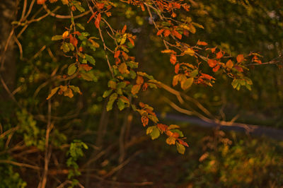 Close-up of leaves on tree