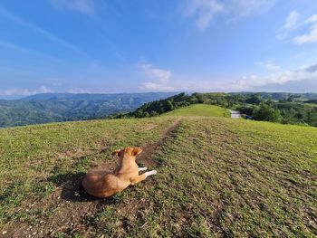 View of a sheep on field
