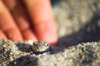 Close-up of a lizard on rock