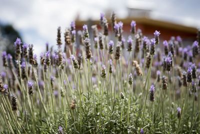 Close-up of purple flowering plants on field