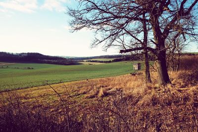 Scenic view of agricultural field against sky