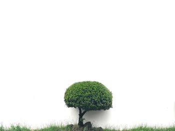 Fresh green plant against white background