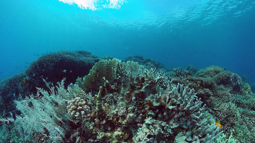 View of coral swimming in sea