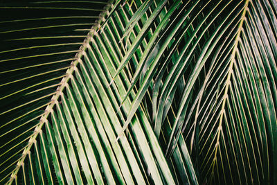 Full frame shot of palm leaves