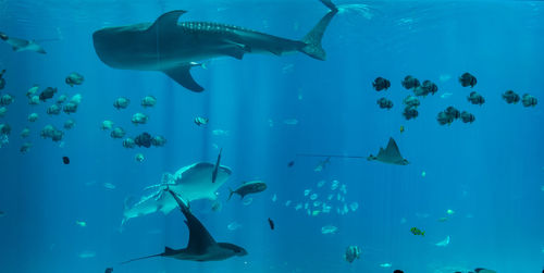 Underwater view of fish swimming in aquarium