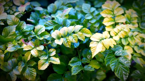 Close-up of fresh yellow flowering plants