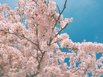 Low angle view of cherry blossoms in spring