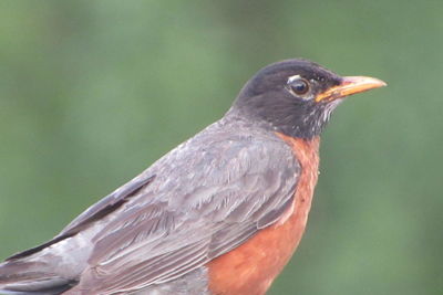 Close-up of bird perching outdoors