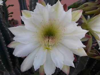 Close-up of white flower