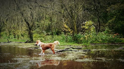 Dog in water