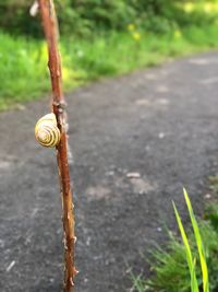 Close-up of snail on road