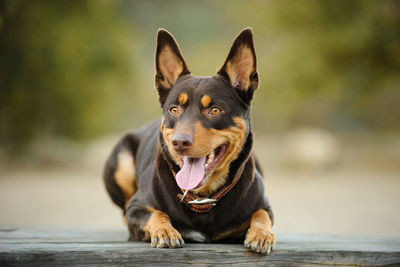 Close-up of australian kelpie looking away while relaxing on wood