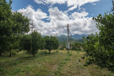 Trees on field against sky