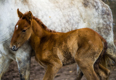 Baby horse protecting himself with his mother