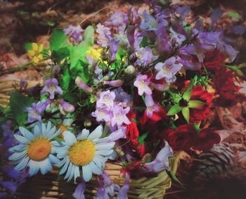 Close-up of multi colored flowers