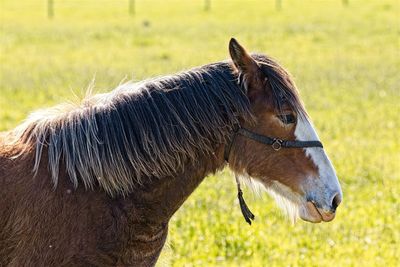 Side view of a horse on field
