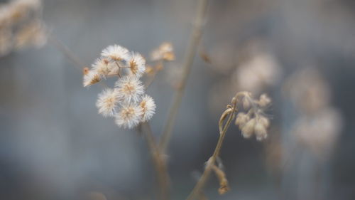 Close-up of white dandelion flower