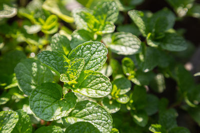 Close-up of fresh green leaves on plant