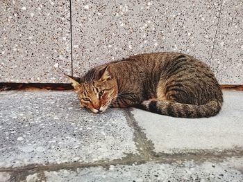 High angle view of cat sleeping on footpath