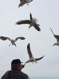 Low angle view of seagulls flying