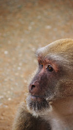 Close-up portrait of monkey