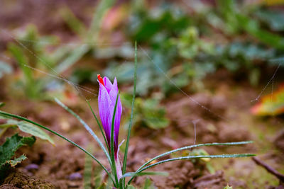 Close-up of pink flowering plant on field