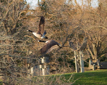 Bird flying in a forest