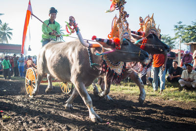 Man riding horses on field against sky