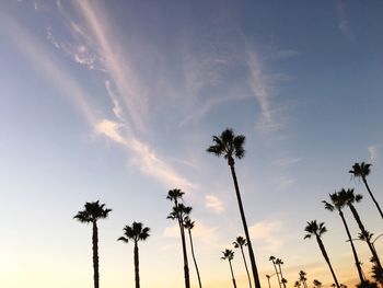 Low angle view of palm trees against cloudy sky