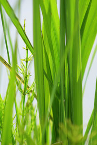 Close-up of fresh green plant