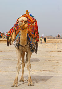 View of a camel on sand in egypt