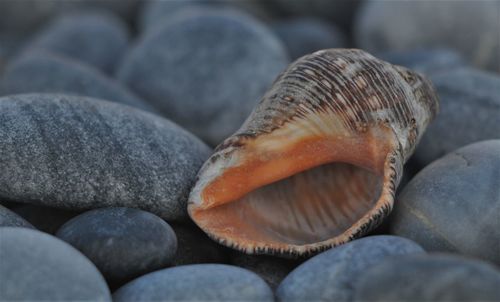 Full frame shot of shells on beach