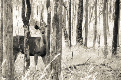 Cows grazing on field in forest