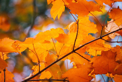 Close-up of yellow maple leaves on tree during autumn