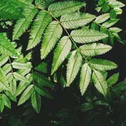 Close-up of fresh green plant