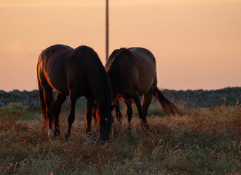 Horses grazing in a field