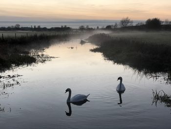 Swans swimming in lake at sunset