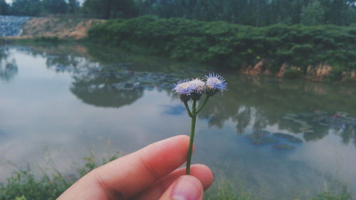 Close-up of dandelion flower