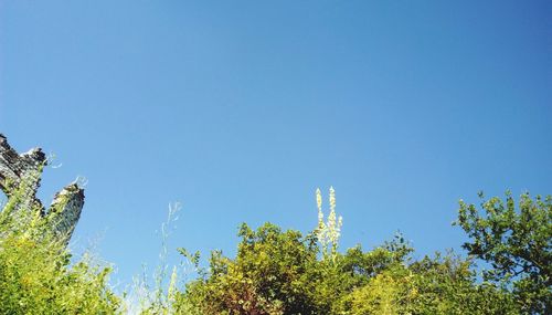 Low angle view of trees against clear blue sky