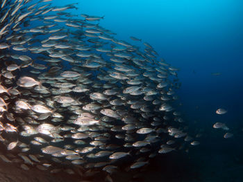Fish swarm swimming in sea
