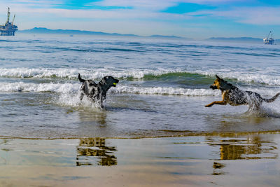 Dogs play at huntington dog beach california