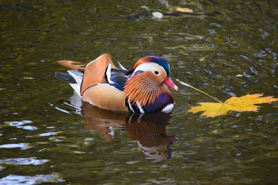 Ducks in a lake